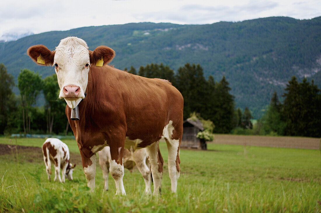 Portrait brown cow grazing in rural field, Flaurling, Tyrol, Austria