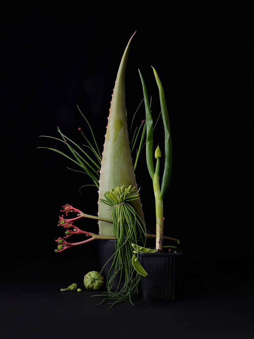 Dramatic still life arrangement aloe vera plant and vegetables in flowerpot on black background