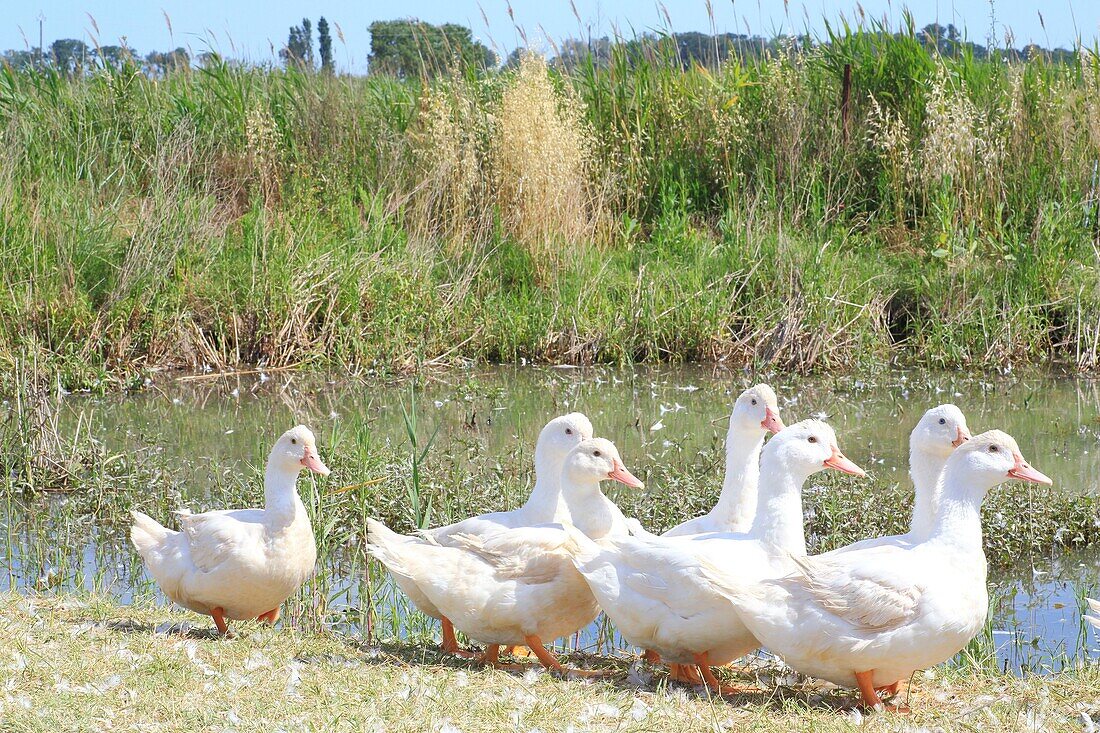 Frankreich, Gard, Petite Camargue, Saint-Gilles, Canard des Rizieres, Enten jäten das Unkraut auf den Reisfeldern und ermöglichen die Herstellung von Bio-Reis