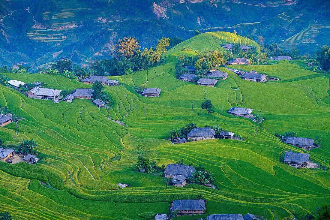 Vietnam, Ha Giang, Hoang Su Phi, a La Chi erthnic group village among rice fields in terrace