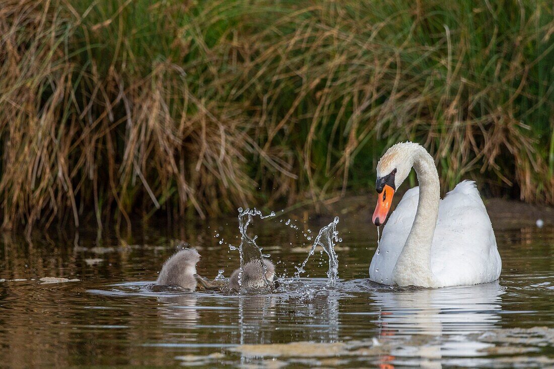 Frankreich, Somme, Somme-Bucht, Le Crotoy, Crotoy-Sumpf, juveniler Höckerschwan (Cygnus olor, Höckerschwan)