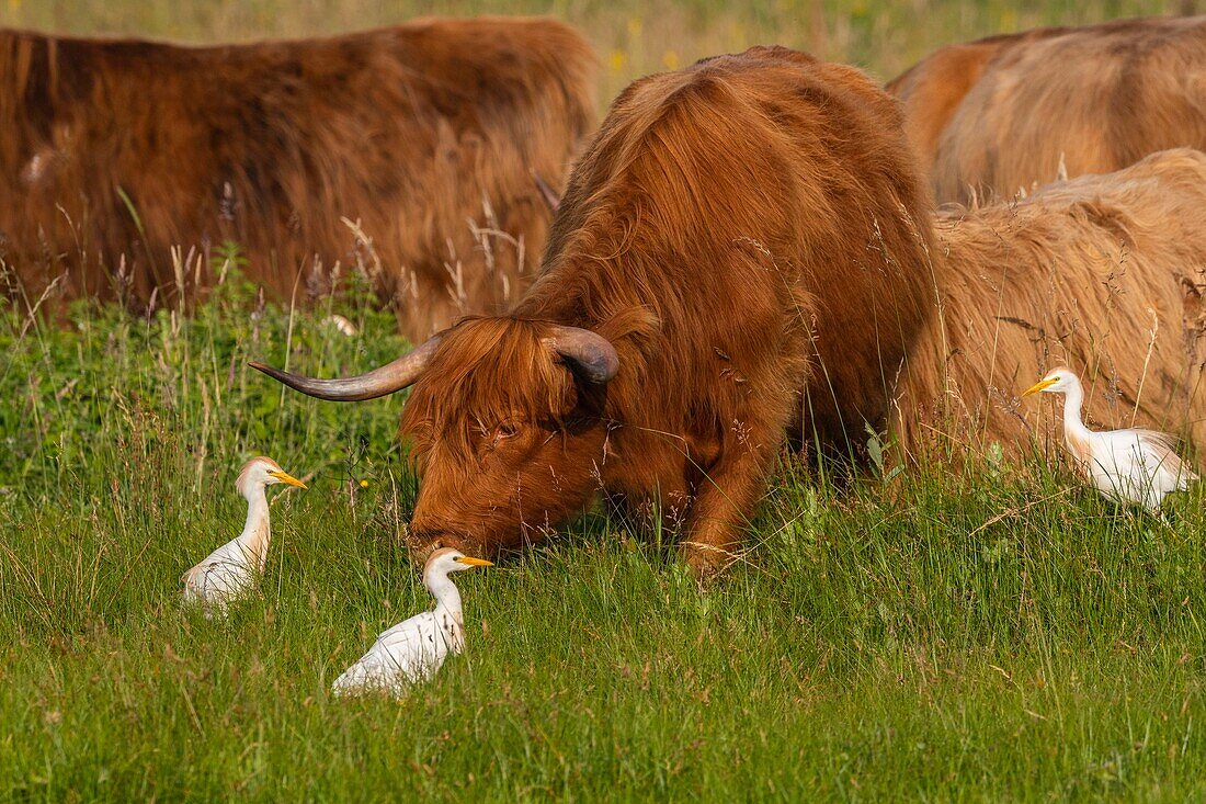 France, Somme, Baie de Somme, Le Crotoy, Crotoy marsh, Highland Cattle (Scottish cows) accompanied by herons (Bubulcus ibis, Western Cattle Egret) in ecopaturing