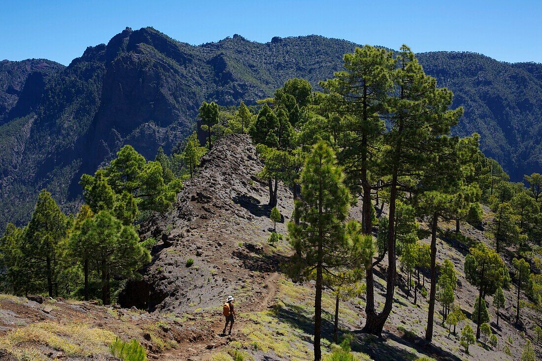 Spain, Canary Islands, Palma Island, Caldera de Taburiente National Park, hiker on a path in the middle of the Canarian pines and at the foot of a steep massif