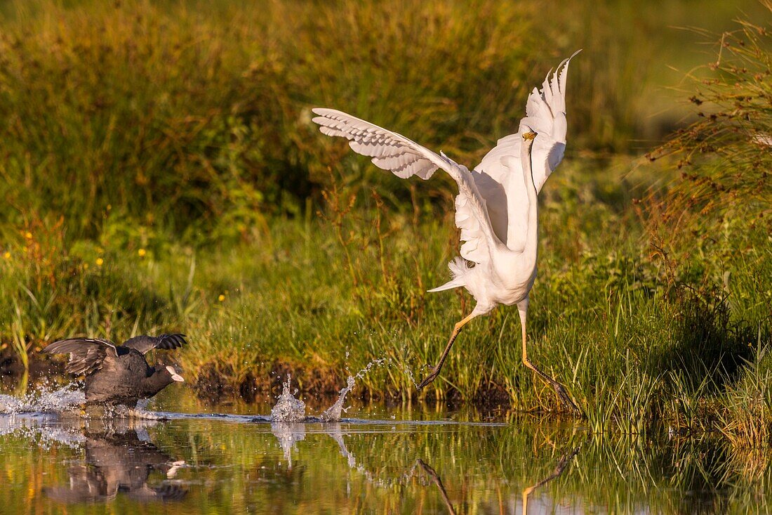 Frankreich, Somme, Somme-Bucht, Le Crotoy, Crotoy-Sumpf, Silberreiher (Ardea alba), gejagt von einem Blässhuhn, das sein Nest verteidigt