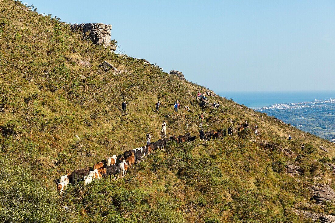 Frankreich, Pyrenees Atlantiques, Baskenland, Ascain, Transhumanz von Pottoks anlässlich der Pastore Lorea