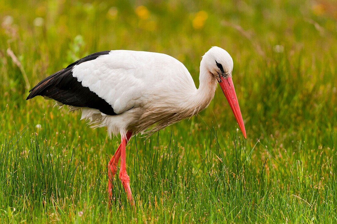 Frankreich, Somme, Baie de Somme, Le Crotoy, Crotoy Sumpf, Weißstorch (Ciconia ciconia - Weißstorch) im Crotoy Sumpf