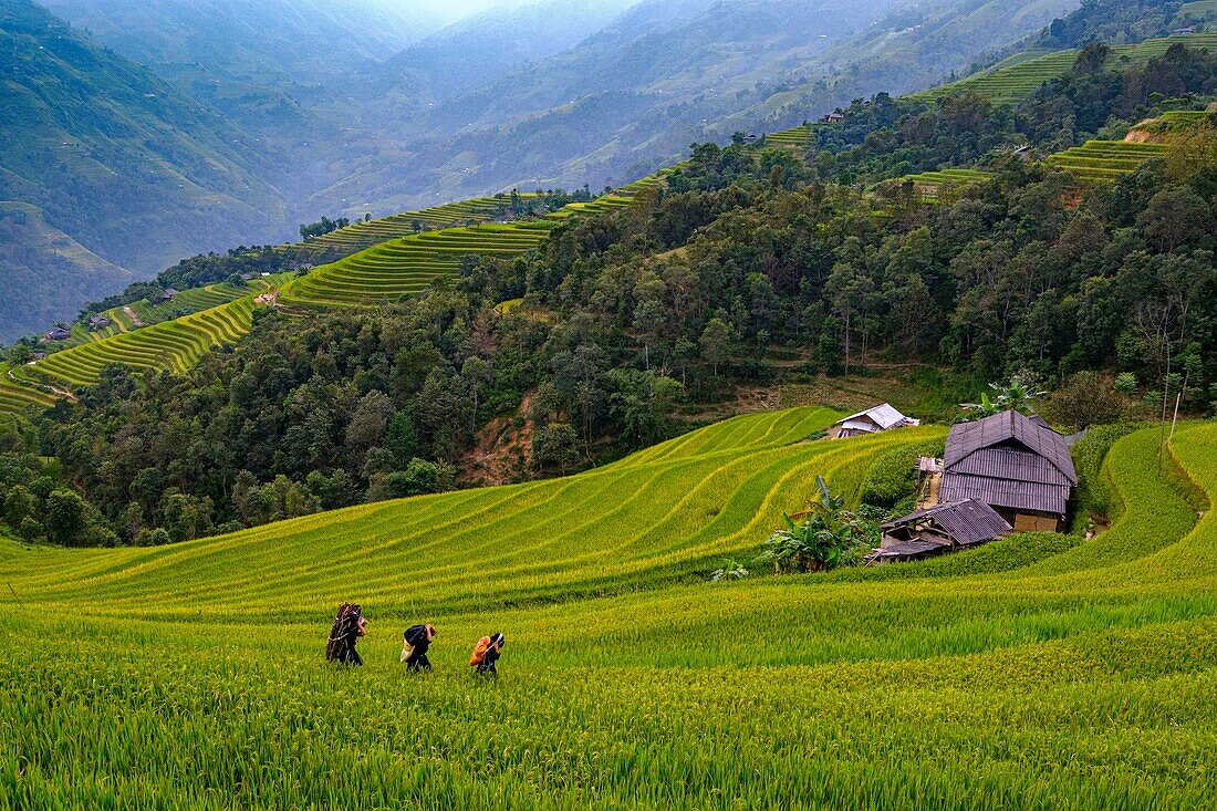 Vietnam, Ha Giang, Hoang Su Phi, Frauen der ethnischen Gruppe der La Chi inmitten von Reisfeldern auf einer Terrasse