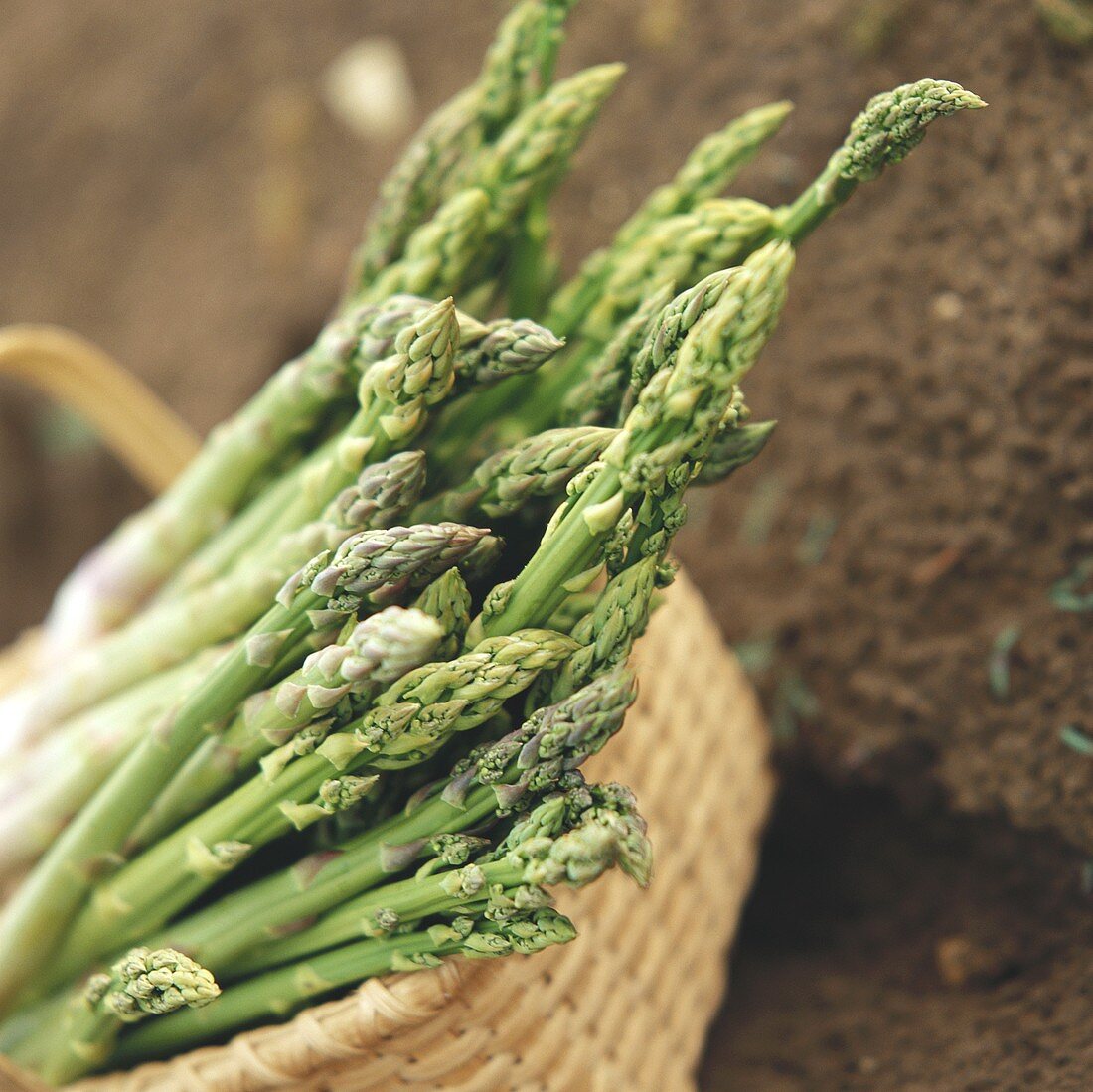 Green asparagus - freshly cut in basket on soil