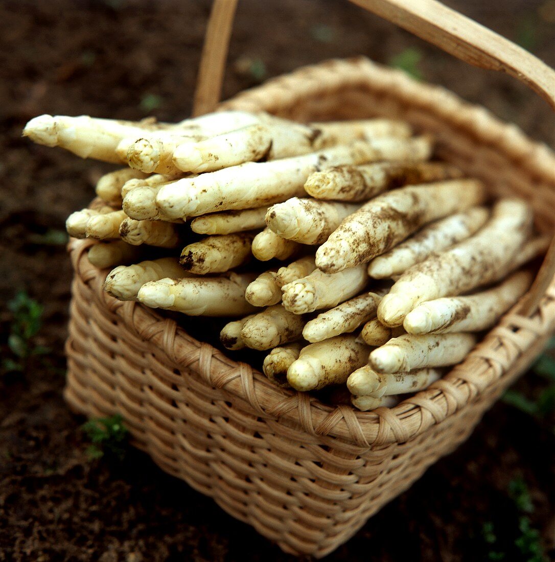 Korb mit frischgestochenem weissen Spargel am Boden