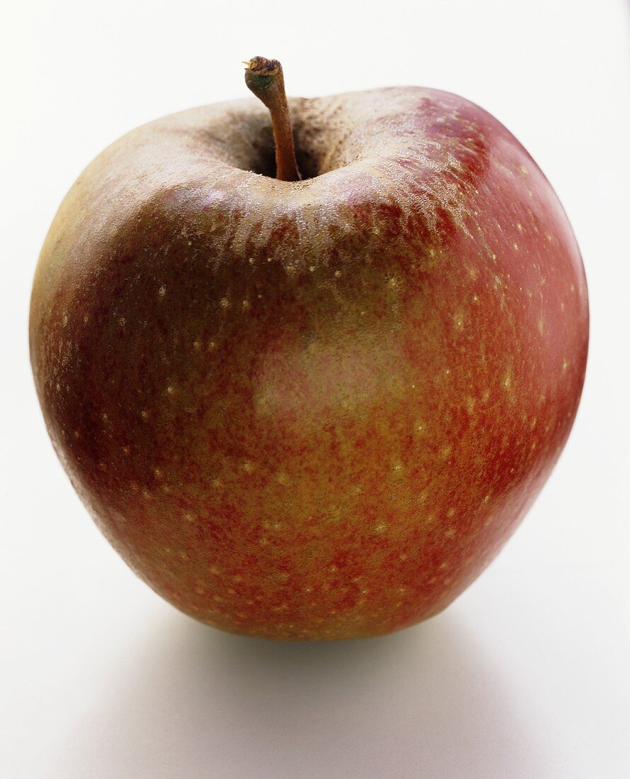 Ein Apfel der Sorte Boskop