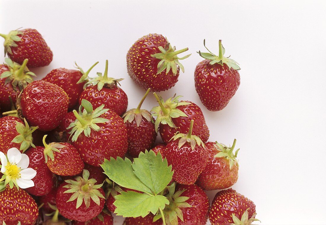 Several strawberries with strawberry flower and leaf