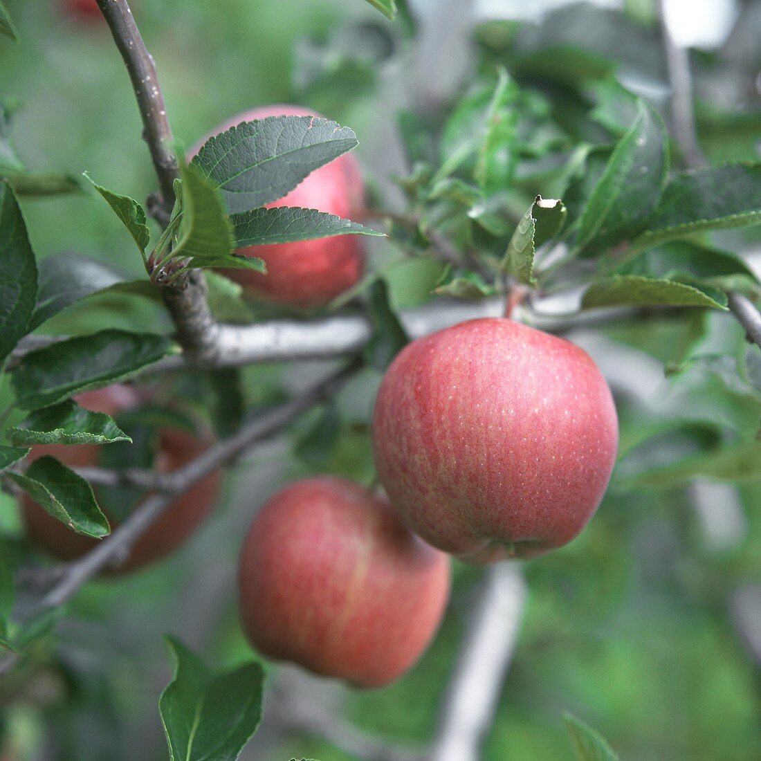 Rote Äpfel hängen am Baum (Holsteiner Cox)