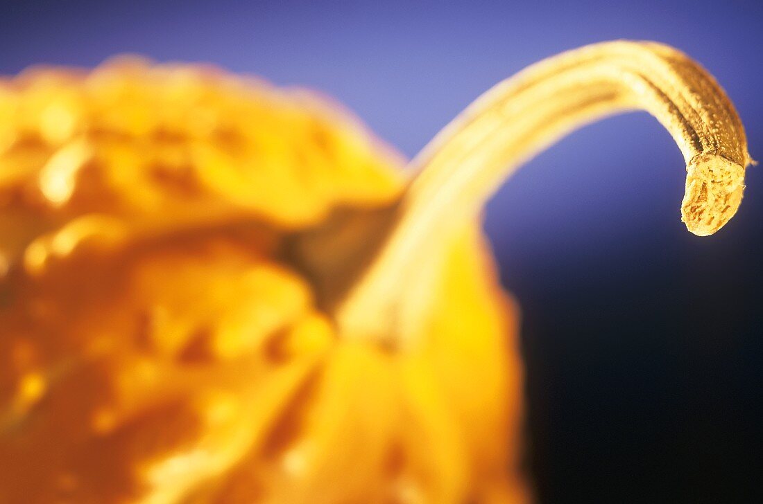 A pumpkin against blue background (close-up)