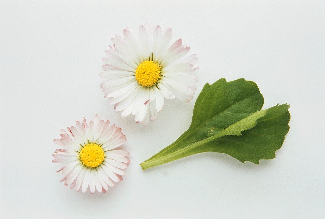 Zwei Gänseblümchen-Blüten und zwei Blätter