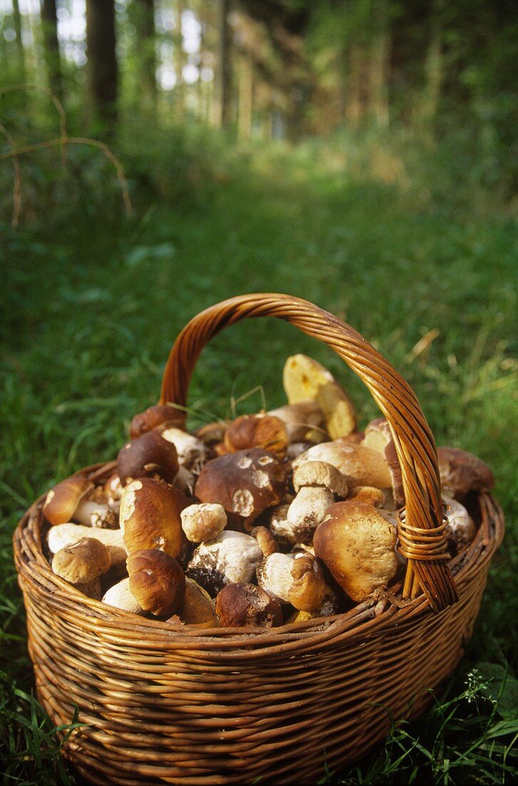 Korb mit Steinpilzen auf der Wiese