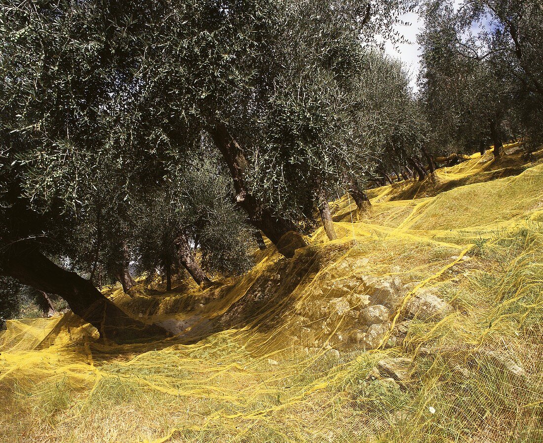 Gelbe Auffangnetze unter Olivenbäumen für die Olivenernte