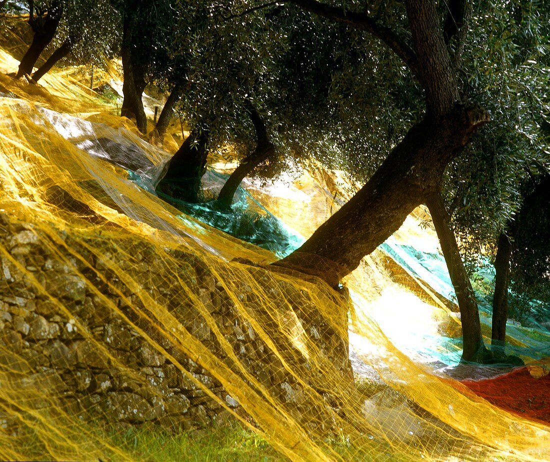 Auffangnetze unter den Bäumen eines Olivenhains