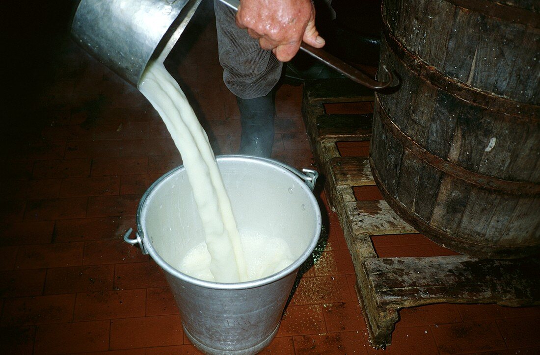 Traditionelle Käseherstellung: Milch wird umgeschöpft