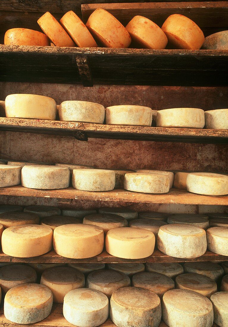 Various Pecorino cheeses in a rack