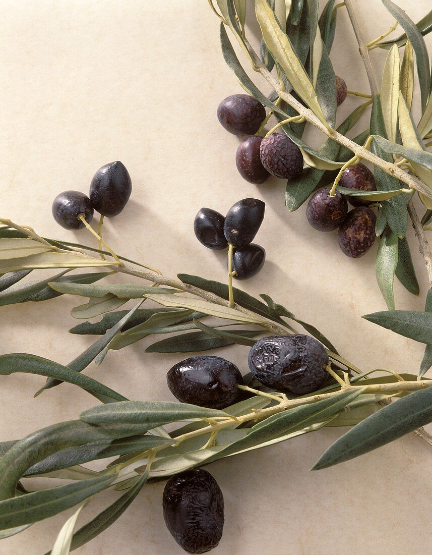 Drei verschiedene Zweige mit schwarzen Oliven