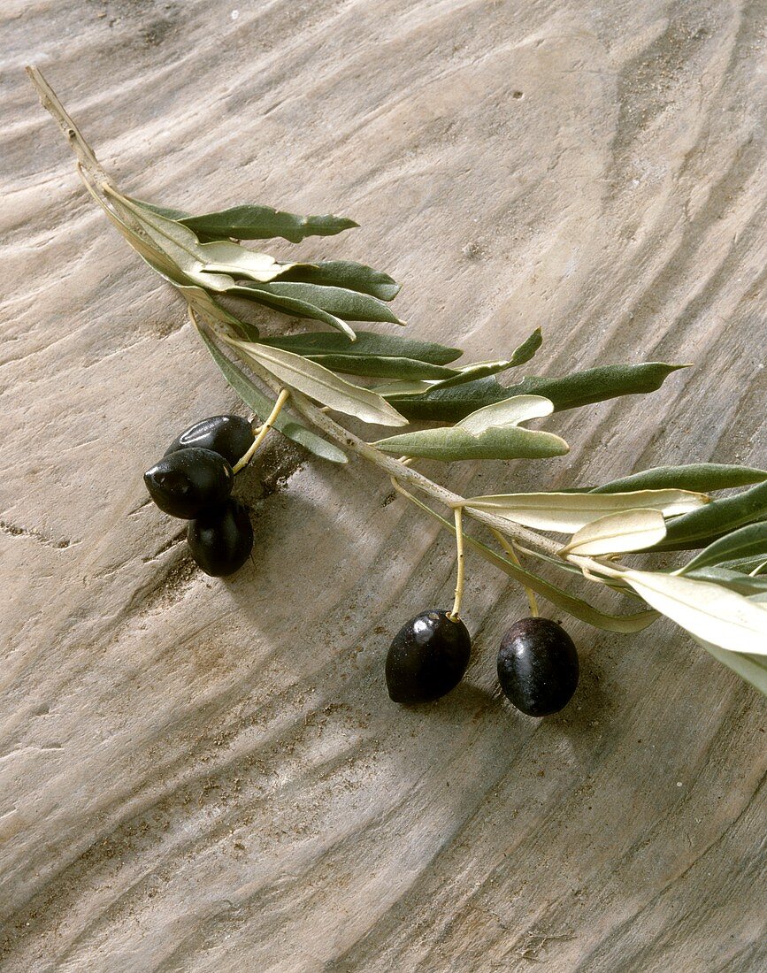 Schwarze Oliven der Sorte Filaire am Zweig