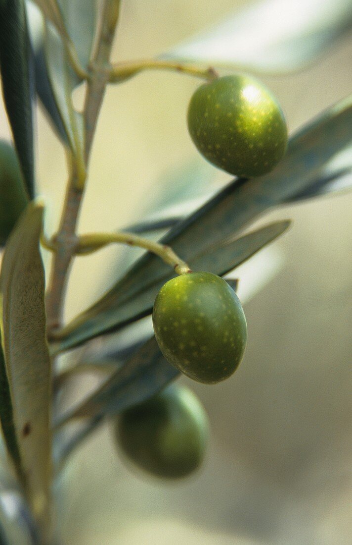 A Branch with Green Olives