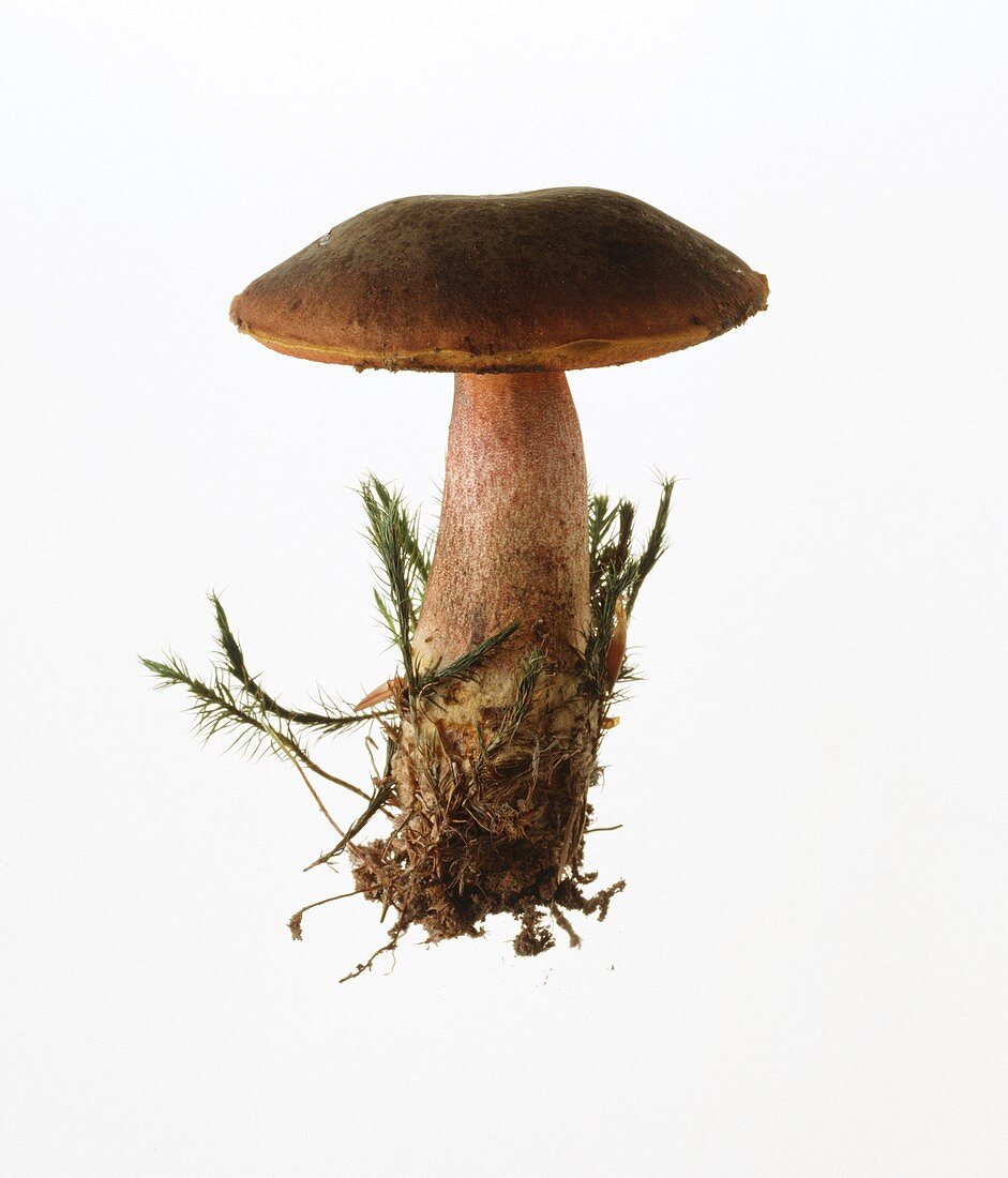 Mushroom (Boletus erythropus)