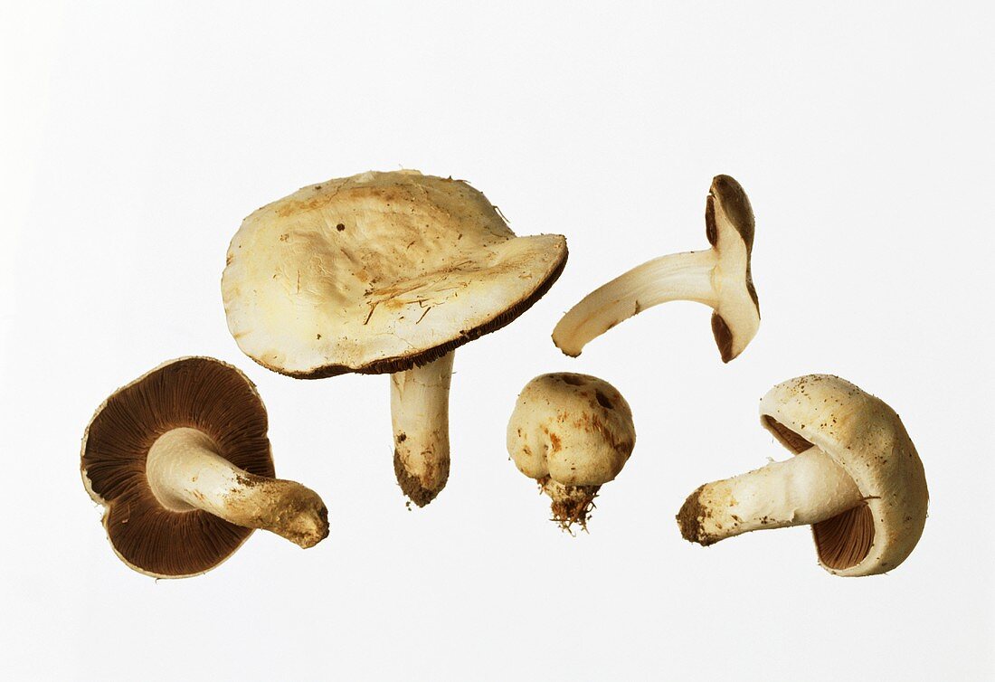 Anis-Champignons (weisser Anis-Egerling, Schafchampignon)