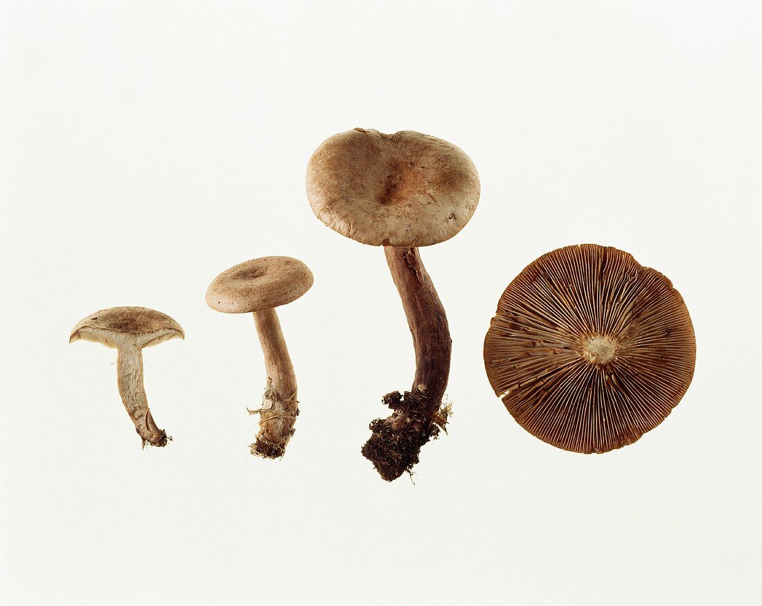 Milkcap mushroom (Lactarius helvus)
