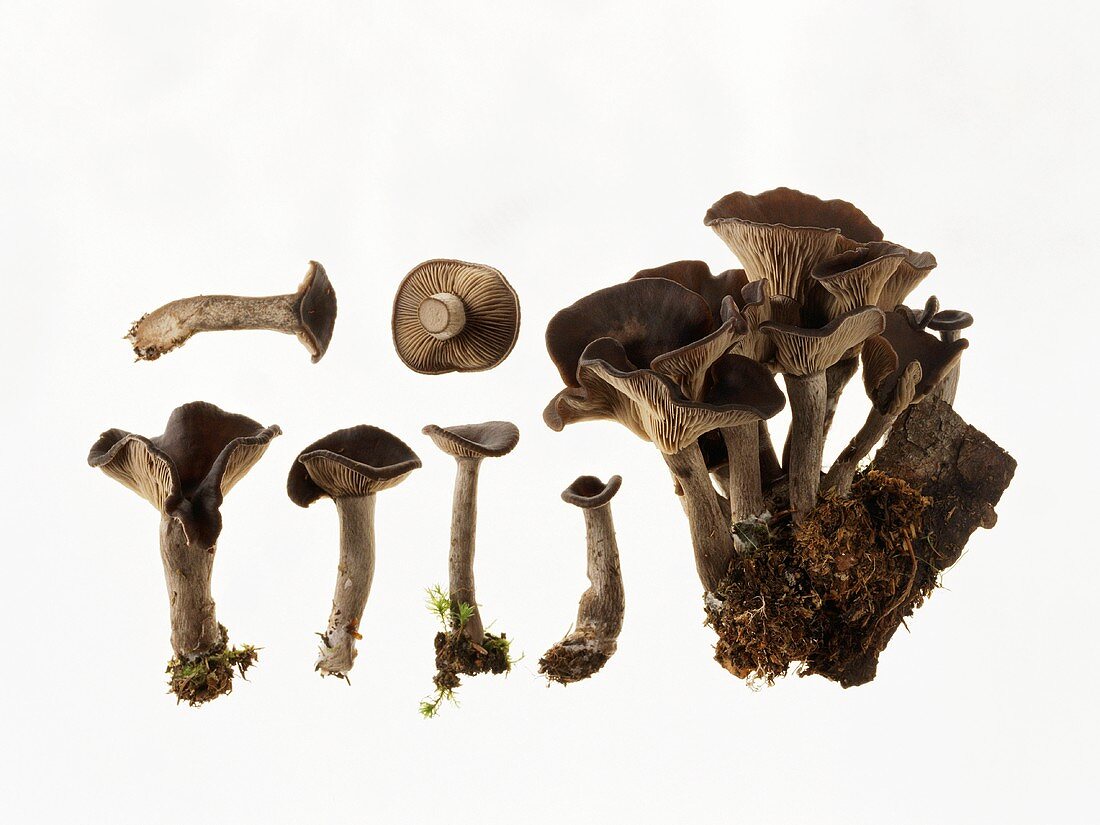 Mushrooms (Pseudoclitocybe cyathiformis)