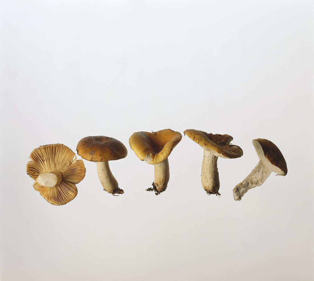 A few Russula lutea mushrooms
