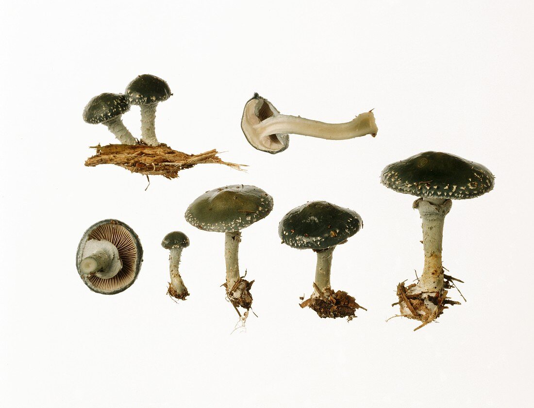 Grünspanträuschlinge (Stropharia aeruginosa)