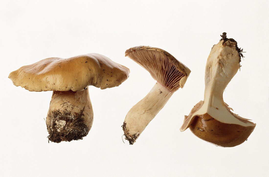 Whole and half mushroom (Cortinarius varius)