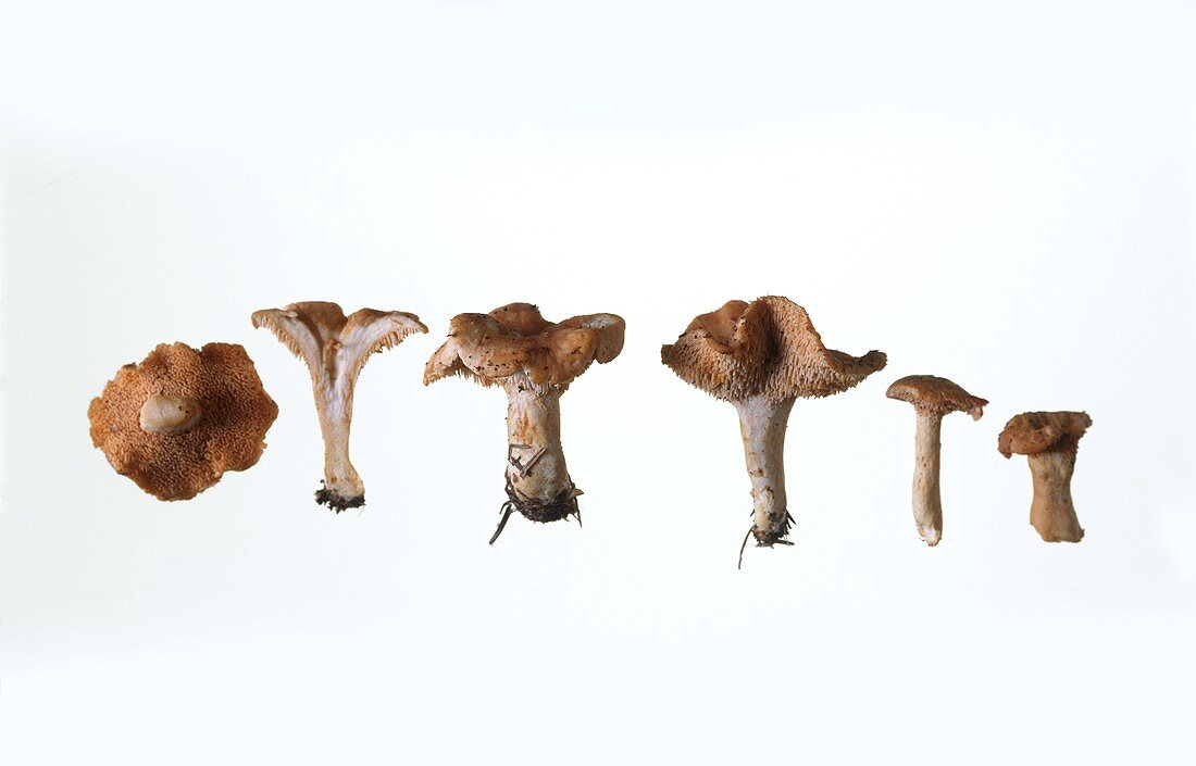 Wood hedgehog mushroom (Hydnum repandum)