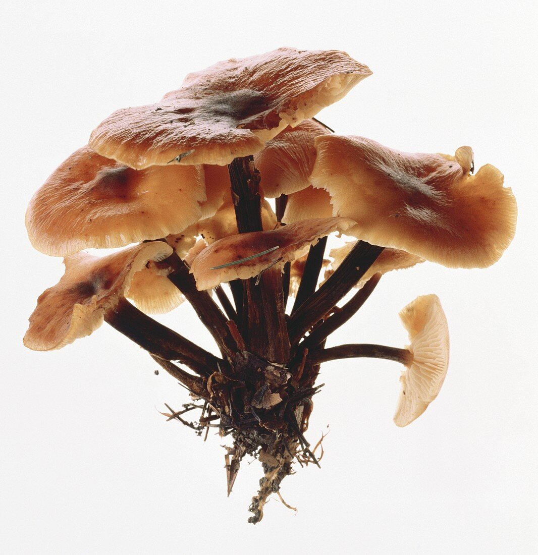 Velvet foot mushrooms (Flammulina velutipes)
