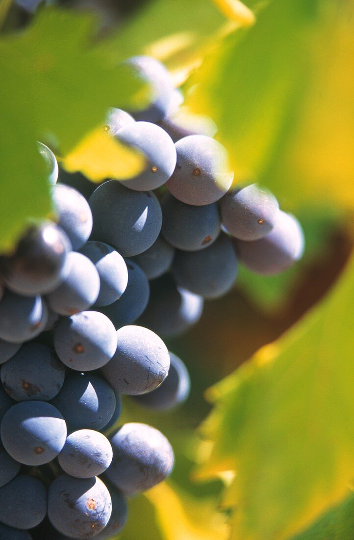 Red wine grapes on the vine (close-up)