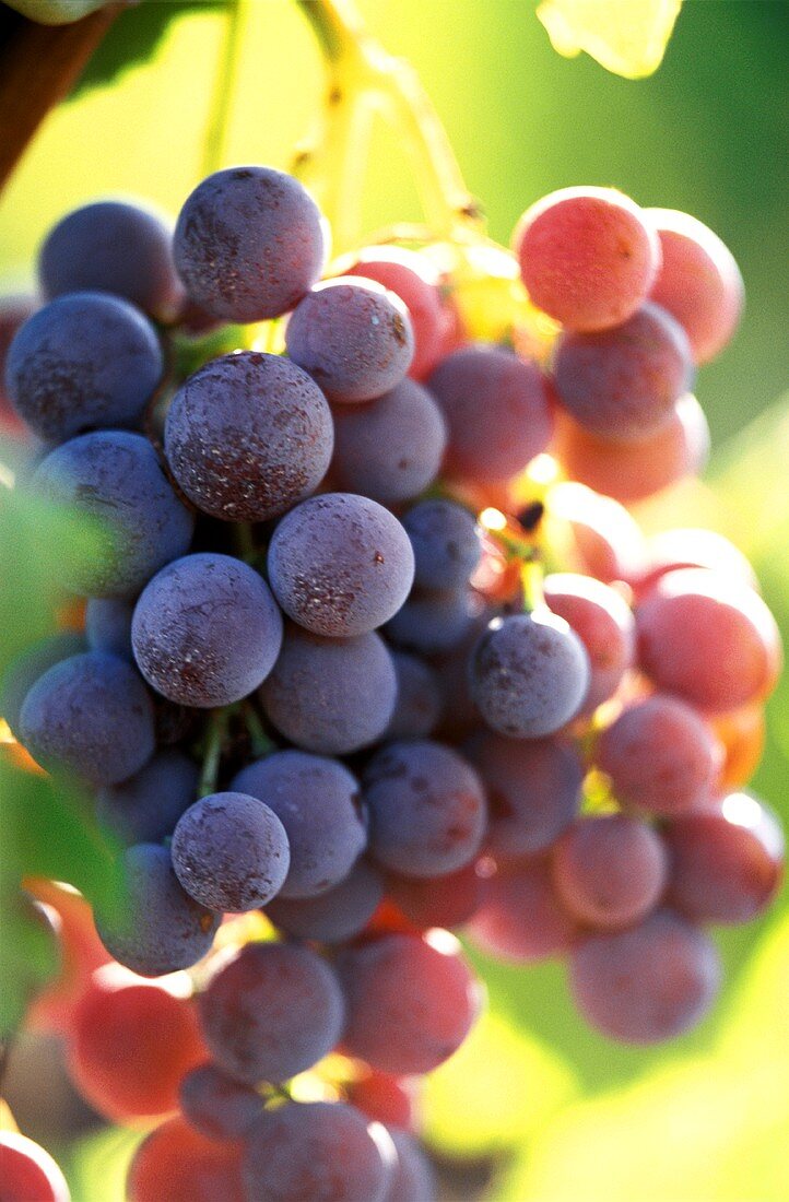 Red Wine Grapes