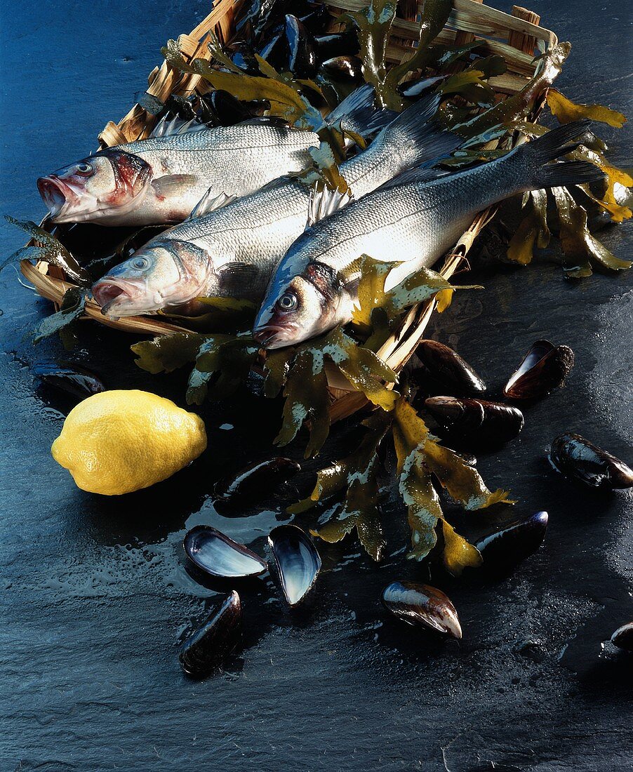 Sea perch and mussels on seaweed in bast basket