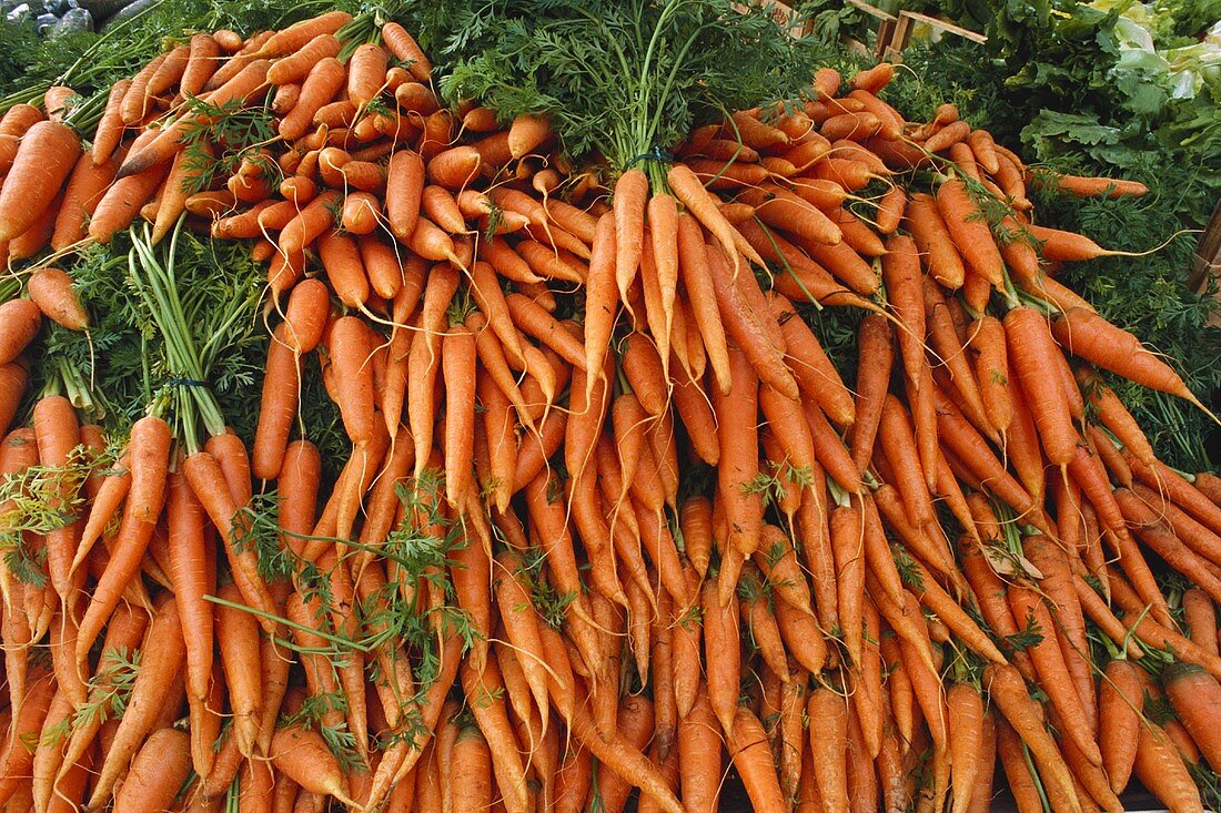 Lots of carrots in a large heap