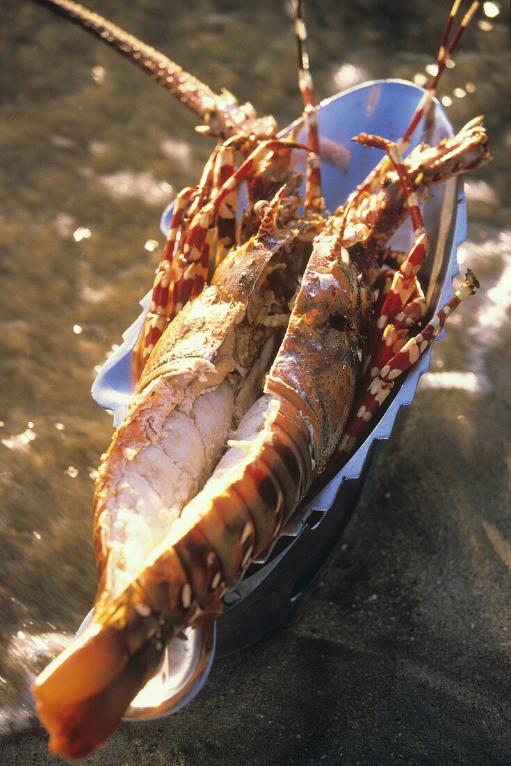 Boiled, opened langouste (7-coloured langouste from Burma)