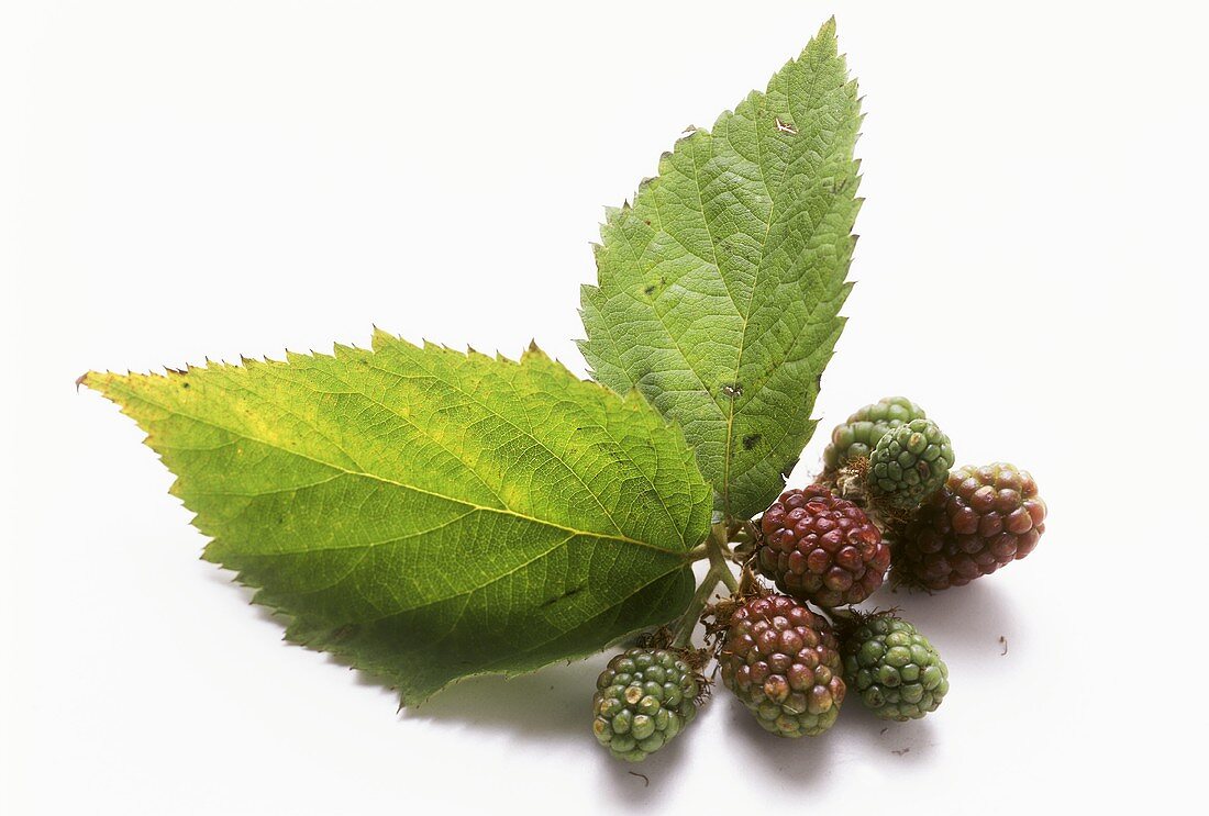 Blackberries, some unripe, with leaf