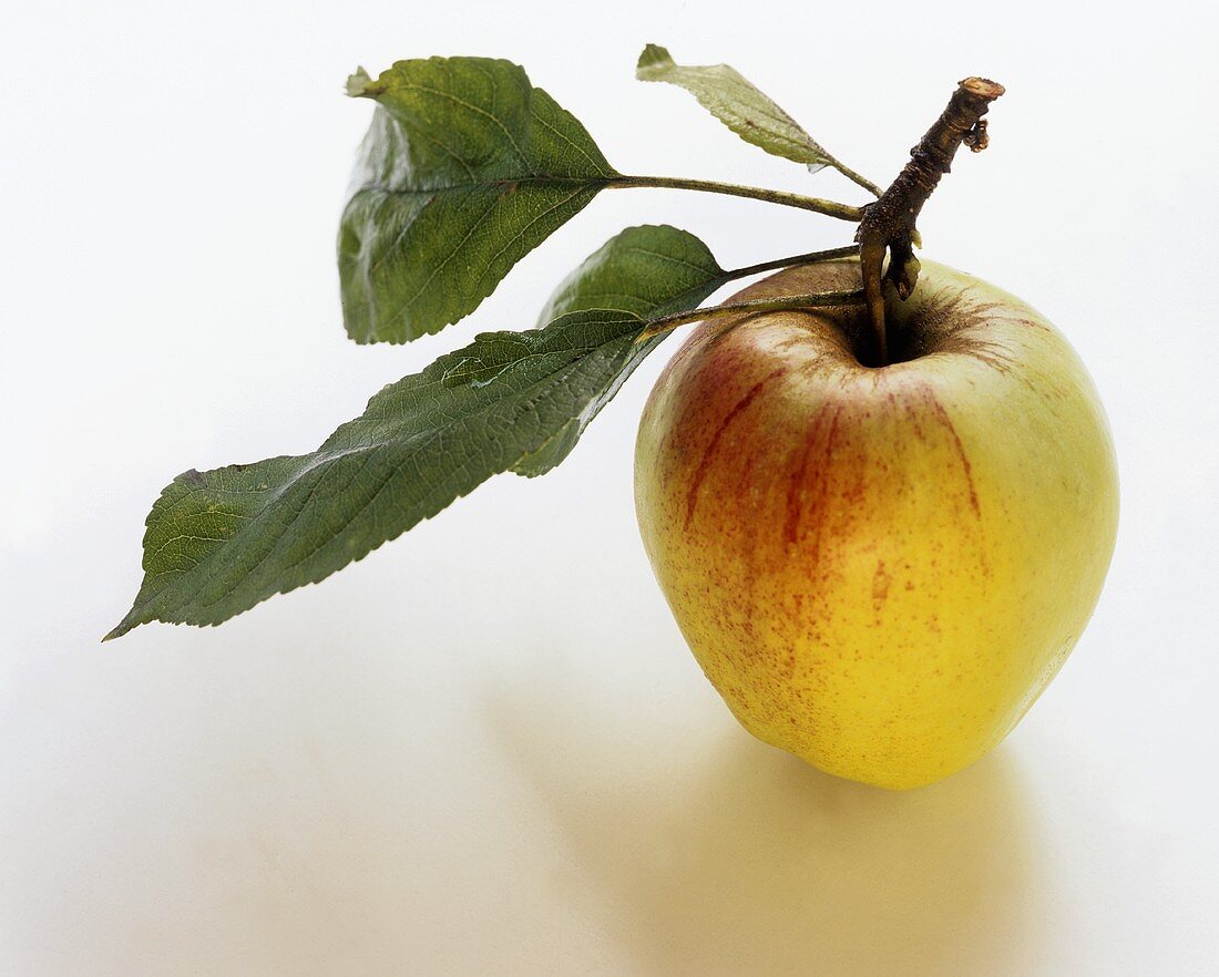 Rotgrüner Apfel mit Blättern am Stiel