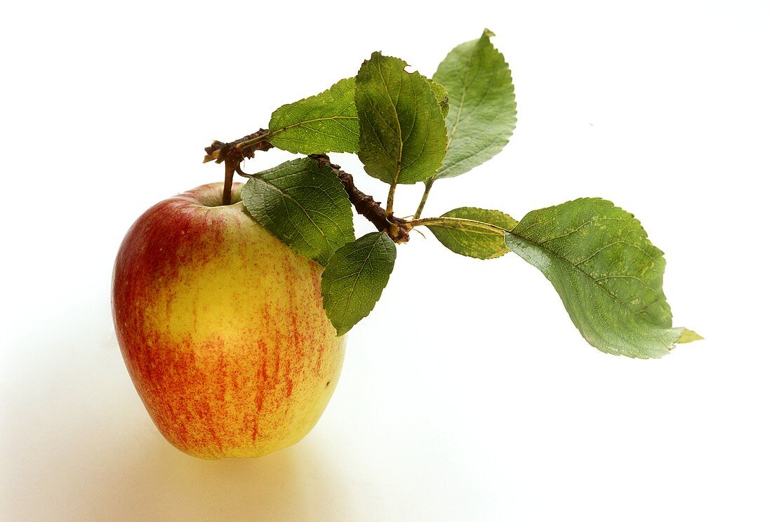 Rotgelber Apfel mit Blättern am Stiel