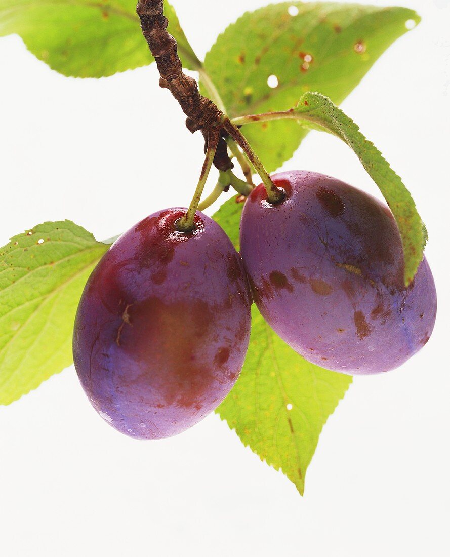 A Plum Hanging from a Branch