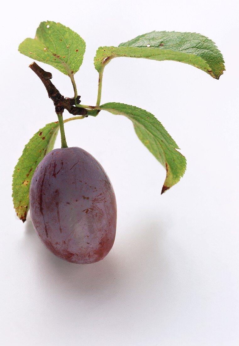 A damson with stalk and leaves