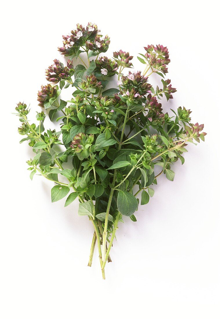 A bunch of oregano with flowers