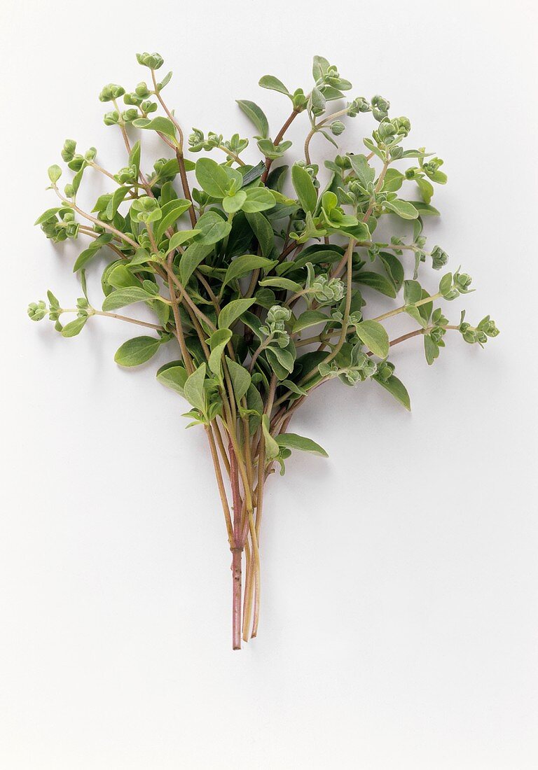 A Sprig of Marjoram