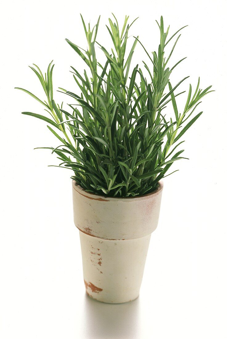 Rosemary in flowerpot