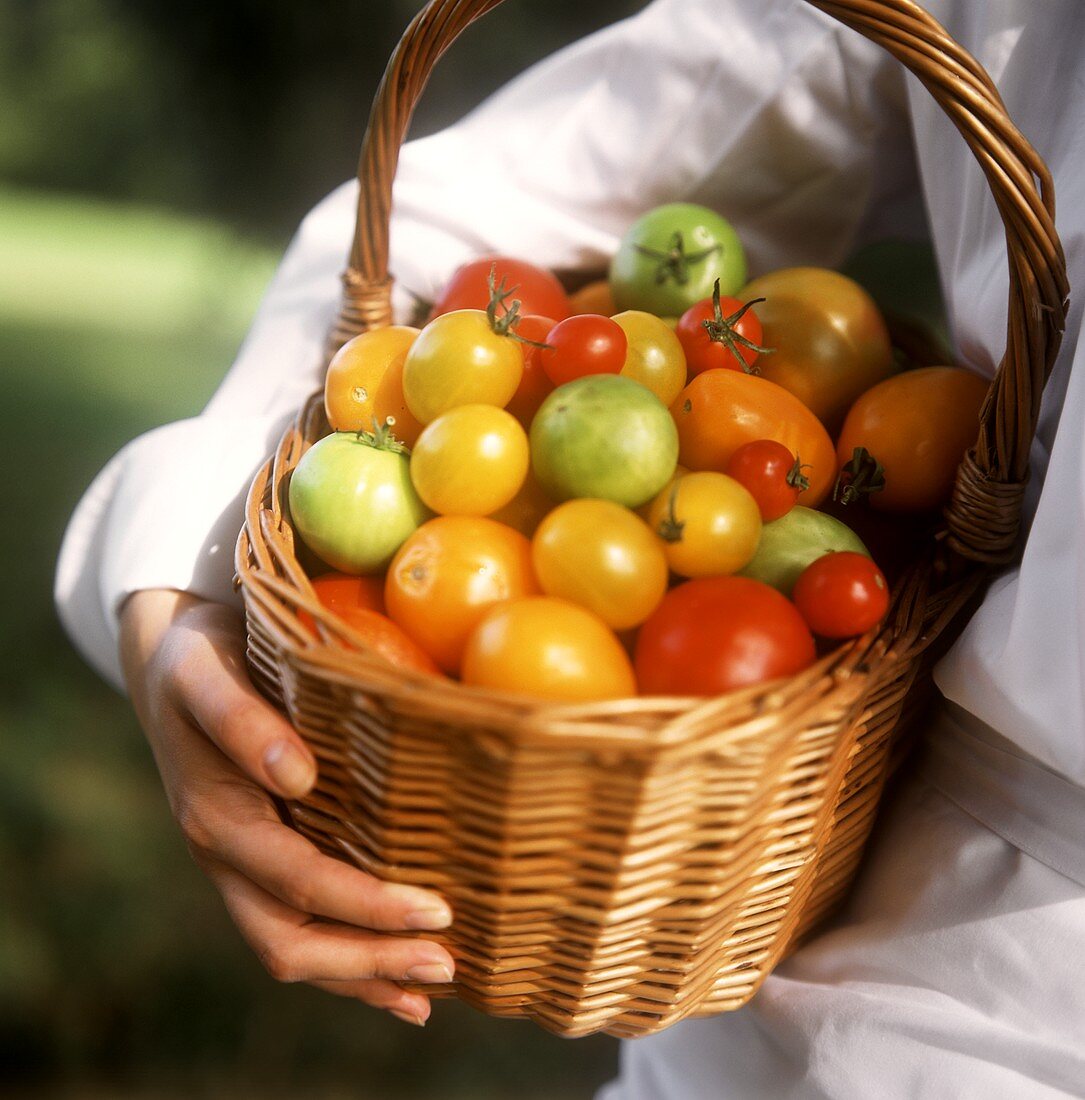 Hand hält Korb mit verschiedenen Tomatensorten im Freien