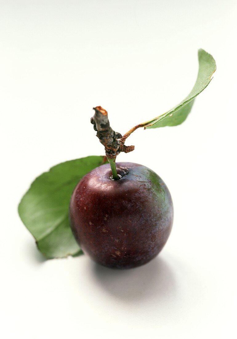 A Plum with Stem and Leaves